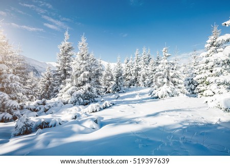 Majestic white spruces glowing by sunlight. Picturesque and gorgeous wintry scene. Location place Carpathian national park, Ukraine, Europe. Alps ski resort. Blue toning. Happy New Year! Beauty world.