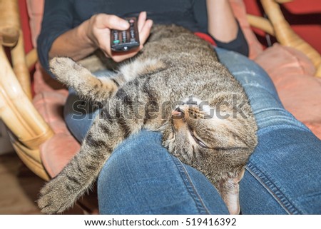 Striped cat is stroked. Woman's hand switches programs by TV remote control.