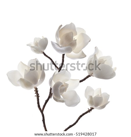 Magnolias flowers