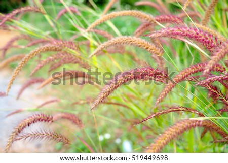 beautiful Grass flowers with for background.