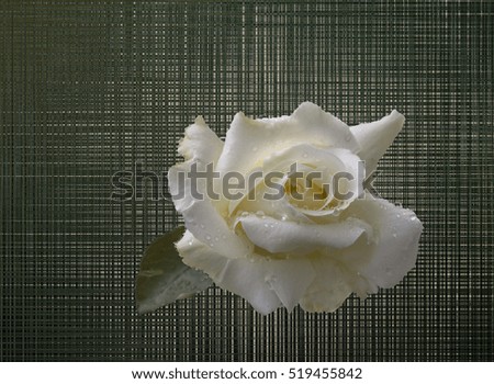 white rose on the texture green background