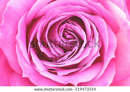 Beautiful pink romantic rose close-up background