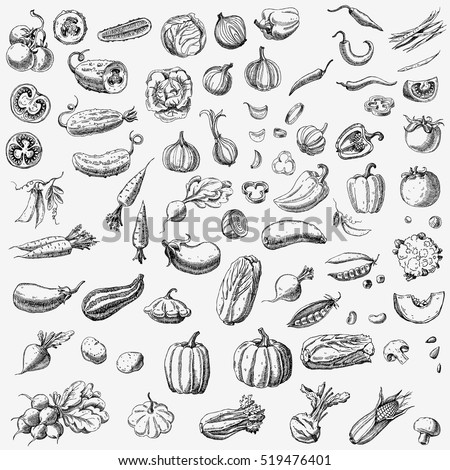 Set of various hand drawn vegetables. Sketches of different food. Isolated on white Royalty-Free Stock Photo #519476401