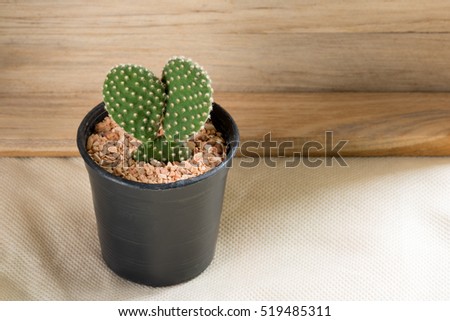 Cactus in pot with wooden background