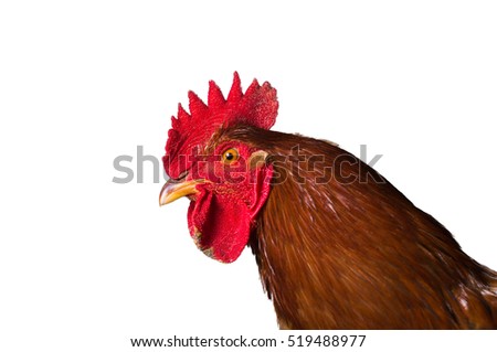 Red Rooster. Cock, Rooster, symbol of New 2017 - according to Chinese calendar Year of red fiery cock. Red rooster isolated on a white background.