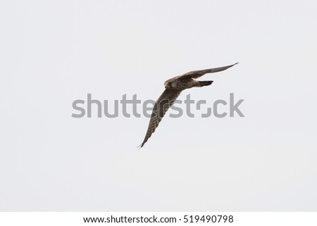 Common Kestrel, Kestrel, Birds