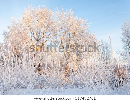 Winter landscape. Frost frost on the trees. Extreme cold. hoarfrost. a grayish-white crystalline deposit of frozen water vapor formed in clear still weather on vegetation