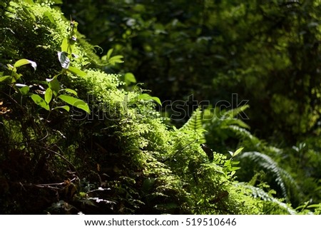 rainforest or tropical evergreen forest.