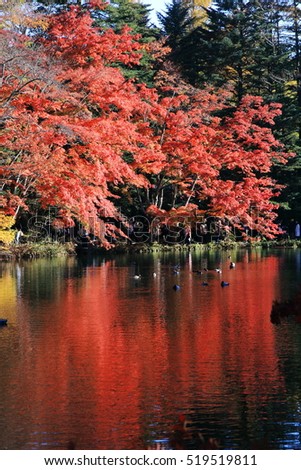 Red autumn Maple leaf lighted up by sunshine with the reflection on the lake. Photoed in the Kumobaike Lake, Karuizawa, Japan.