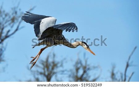 Heron flies with a blue background with trees