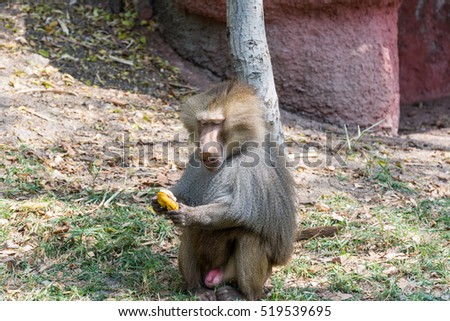 A hungry adult male hamadryas baboon eating banana