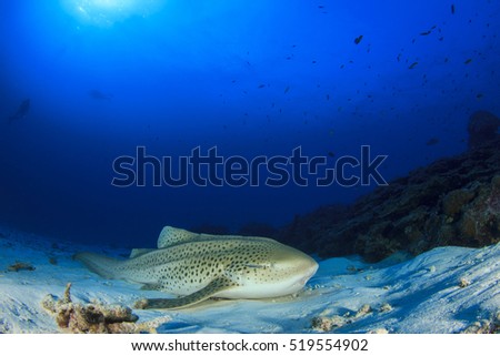 Leopard Shark and Scuba diver