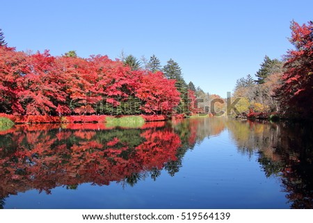 Red autumn Maple leaf under a clear blue sunny sky with the reflection on the lake. Photoed in the Kumobaike Lake, Karuizawa, Japan.
