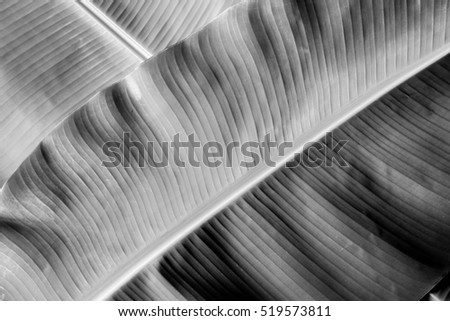 Black and white banana leaf background,Tropical  leaf,Texture pattern for background Royalty-Free Stock Photo #519573811