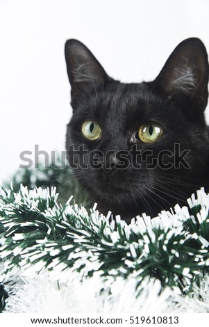 Beautiful black cat lies on the Christmas decorations