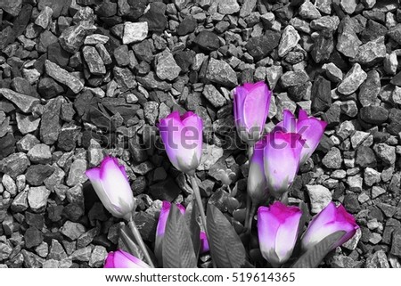 purple flower on black and white background tone.