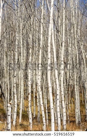 Tall white barked Aspen trees in fall