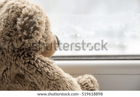 Teddy bear looking out the window