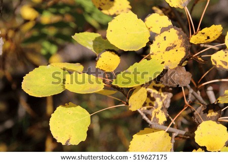 Aspen (Populus tremula) autumn foliage in the sunny deciduous forest