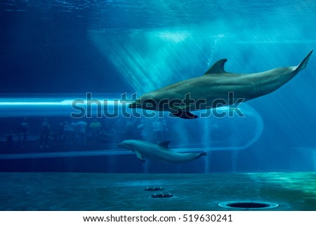 dolphin underwater in aquarium