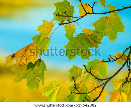 maple leaves in autumn on a branch, green, yellow, orange color, postcard theme, sunny evening, colorful vegetation, bright appearance, good background, processed,