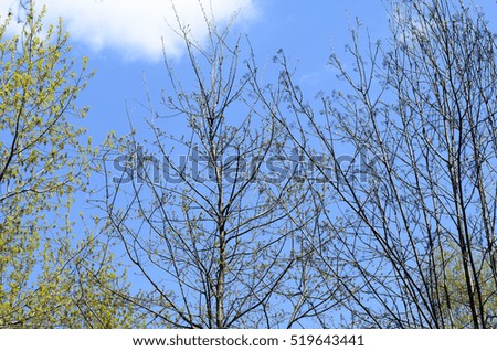 Green leaves on the branches of one tree against the blue sky and clouds and another tree with empty branches.