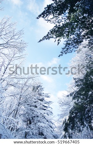 beautiful winter in the forest park on the nature