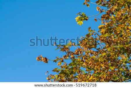maple leaves on a large branch in the right corner and side pictures on a background of blue sky, autumn view from the yellow, red and green vegetation, sunny evening, beautiful background, 