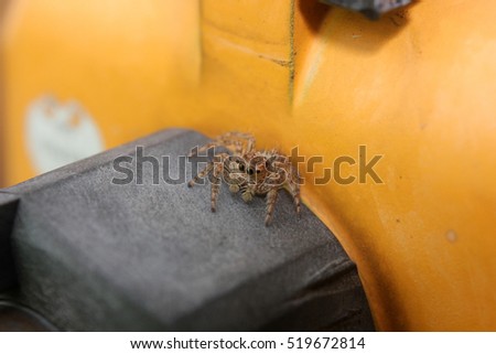 close up Wolf Spiders