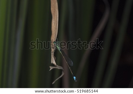 CloseUp dragonfly