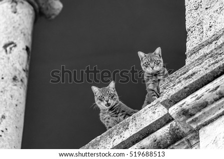 Two cats on ancient stone balcony.
They are both looking at the camera. Black and white image taken in Tuscany, Italy.