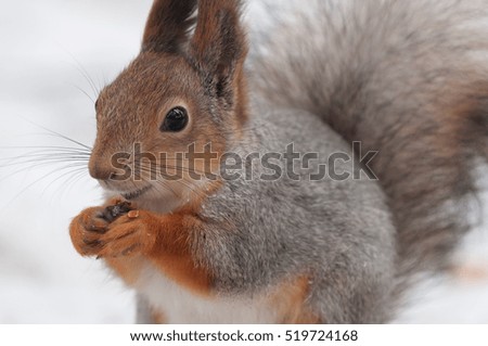 Winter fluffy squirrel eating a nut