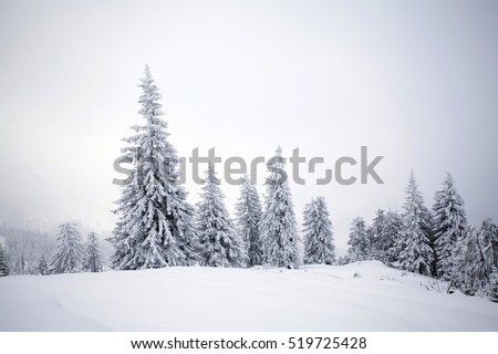 Trees covered with hoarfrost and snow in winter mountains - Christmas snowy background
