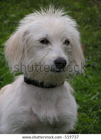 portrait of small  white puppy