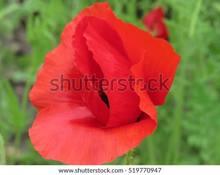  red poppy