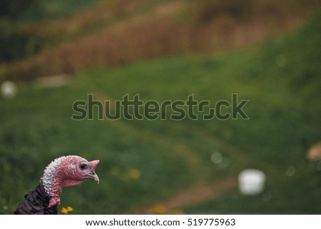 Domestic turkey on the green meadow