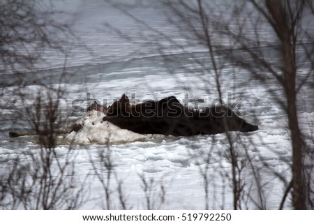 Brown bear awoke from hibernation, then killed young elk on lake ice, part ate and sleeping on carcass as pillow - predator guarding its kill. Beast stretching in sleep, unique picture