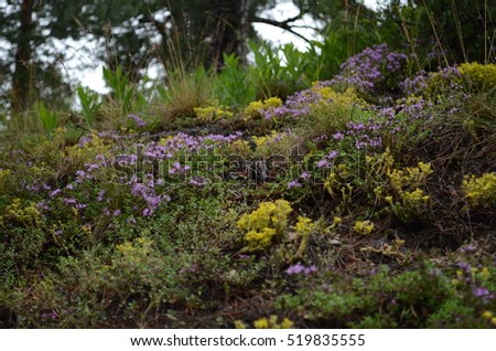 northern forest 
Karelia Royalty-Free Stock Photo #519835555
