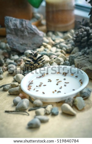 Bonsai seeds. Still life with stones and cones. Soaked seeds on a window sill. Scandinavian. Nordic. Blue, white and yellow colors. Bonsai pine Hobby. Forest at home. The bonsai beginning. 