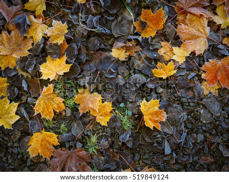 winter leaves,Northern Ireland