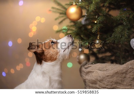 Happy New Year, Christmas, Jack Russell Terrier. holidays and celebration, pet in the room the Christmas tree