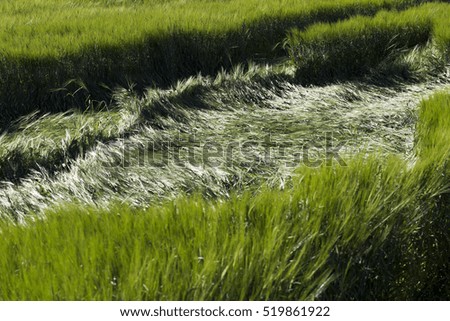   close-up pictures taken unripe green cereals  in summer