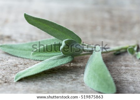 Sprig of sage on wooden table