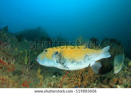 Puffer fish coral reef and sweetlips fish