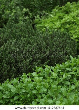 herbs
