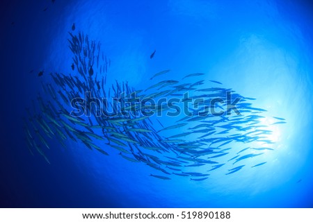 Barracuda fish Royalty-Free Stock Photo #519890188