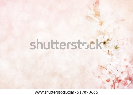 Spring blossom/springtime cherry bloom, toned, bokeh flower background, pastel and soft card