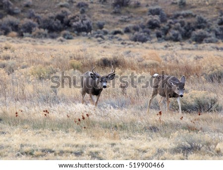 Mule deer buck with some does (female deer) during the mating season.