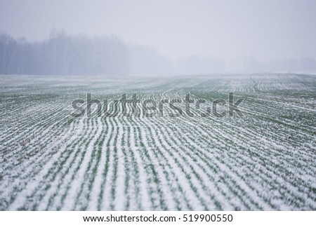 Agricultural field of winter wheat under the snow and mist.
The green rows of young wheat on the white field.