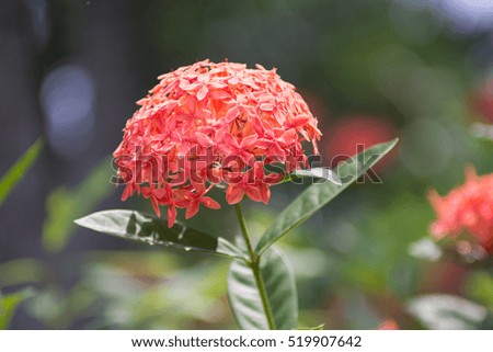 orange flower in the park. Thailand plant.
